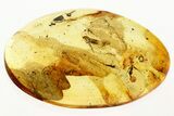 Detailed Fossil Wasp (Megalyridae) and Ant In Baltic Amber #367266-1